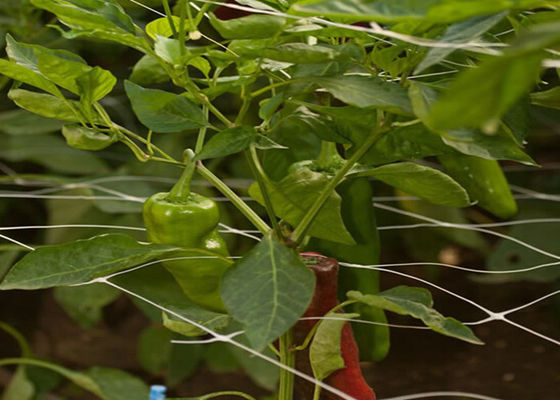 Anti Bird Anti Deer Net  Plastic Nettings Plant Growing Netting 1.5m X50m/Roll